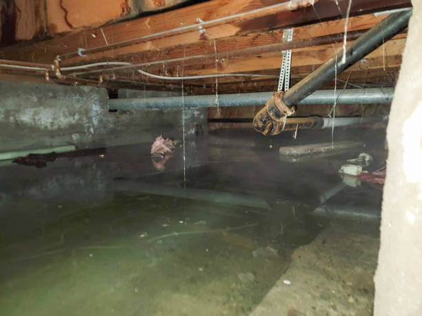 Best Mold removal after water damage  in Elwood, IN